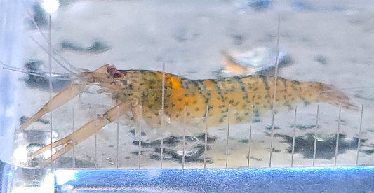 Invert - Shrimp Amazon Tiger