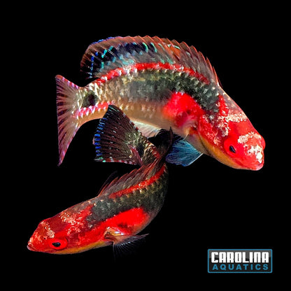 Wrasse - Fairy Exquisite African