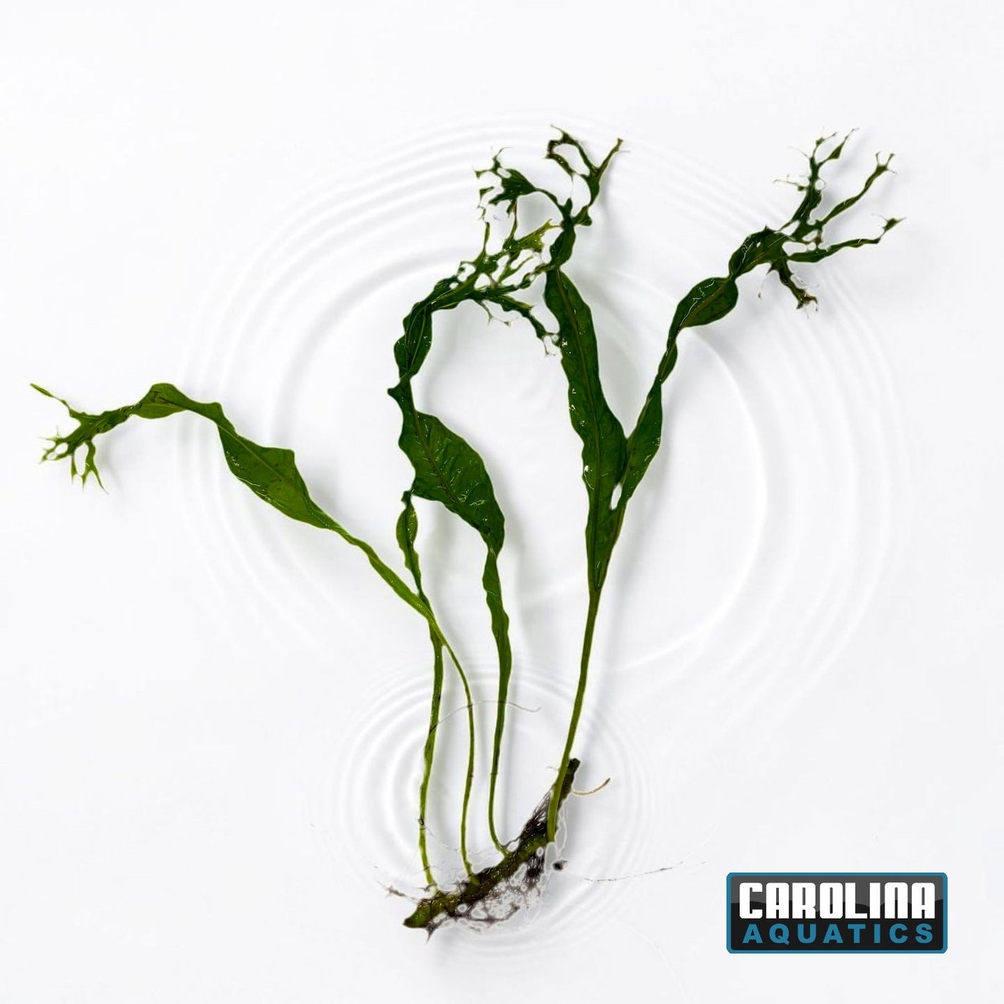 Java Fern Lace