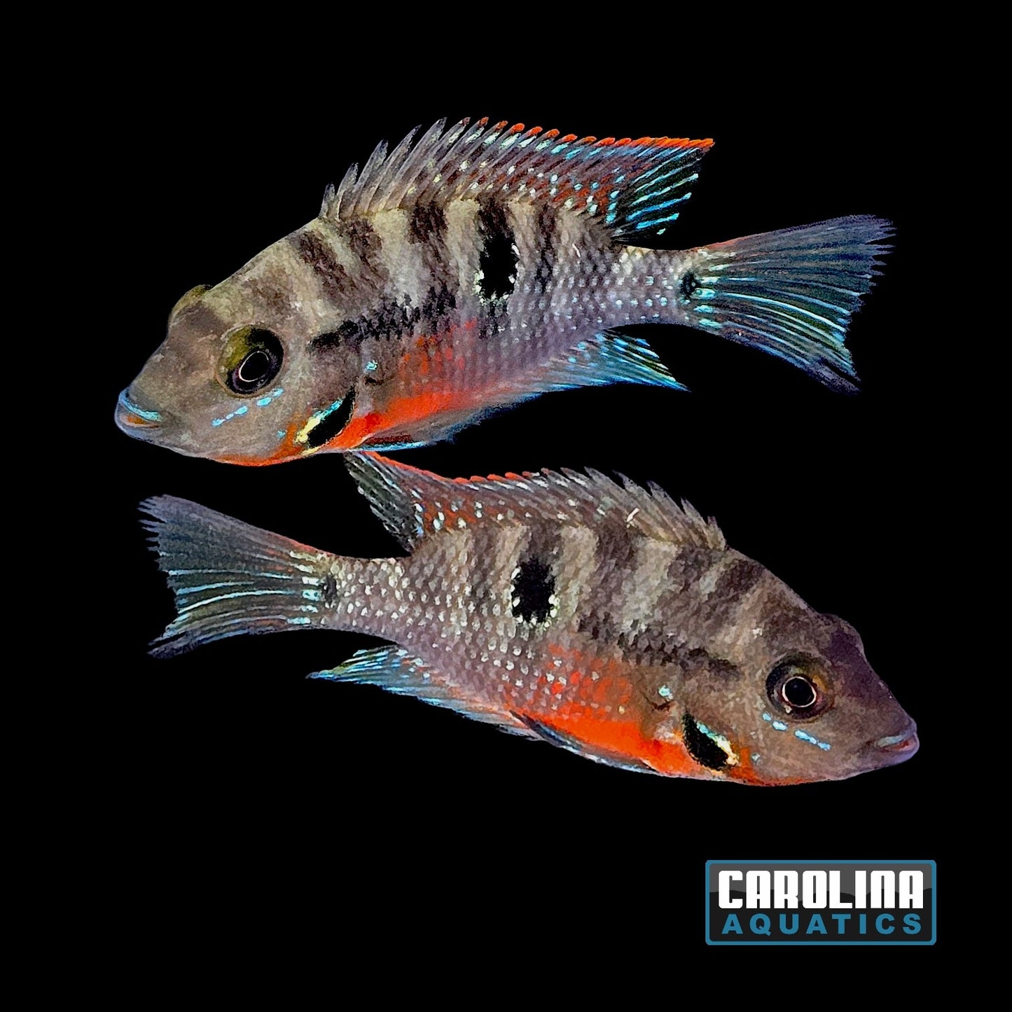 Cichlid - Firemouth