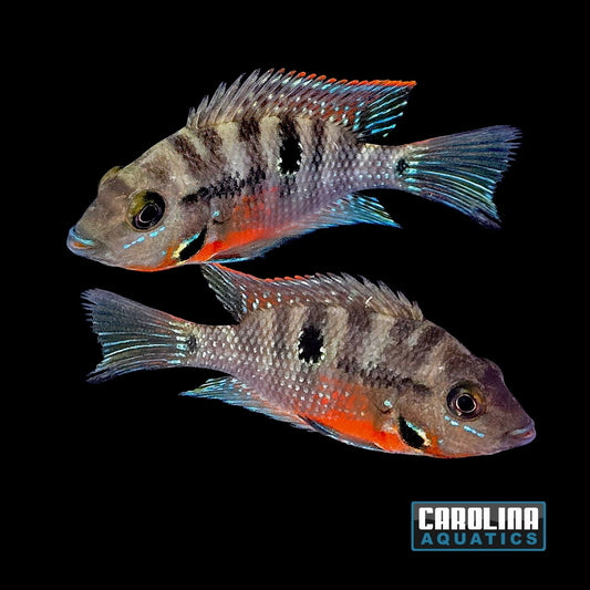 Cichlid - Firemouth