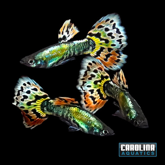 Guppy - Silver Body Leopard Tail