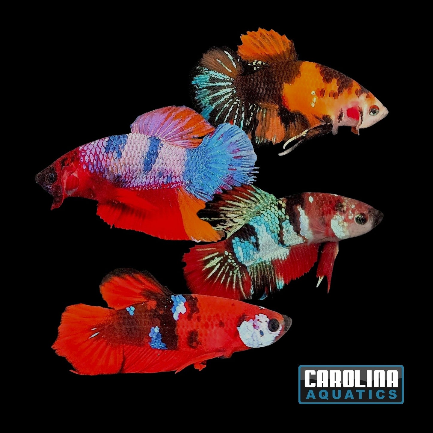 Betta - Koi Male