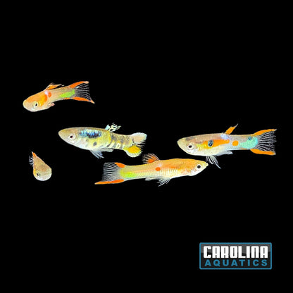 Guppy - Endler Asst. Male