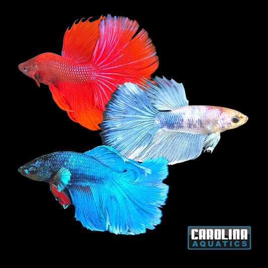 Betta - Super Delta