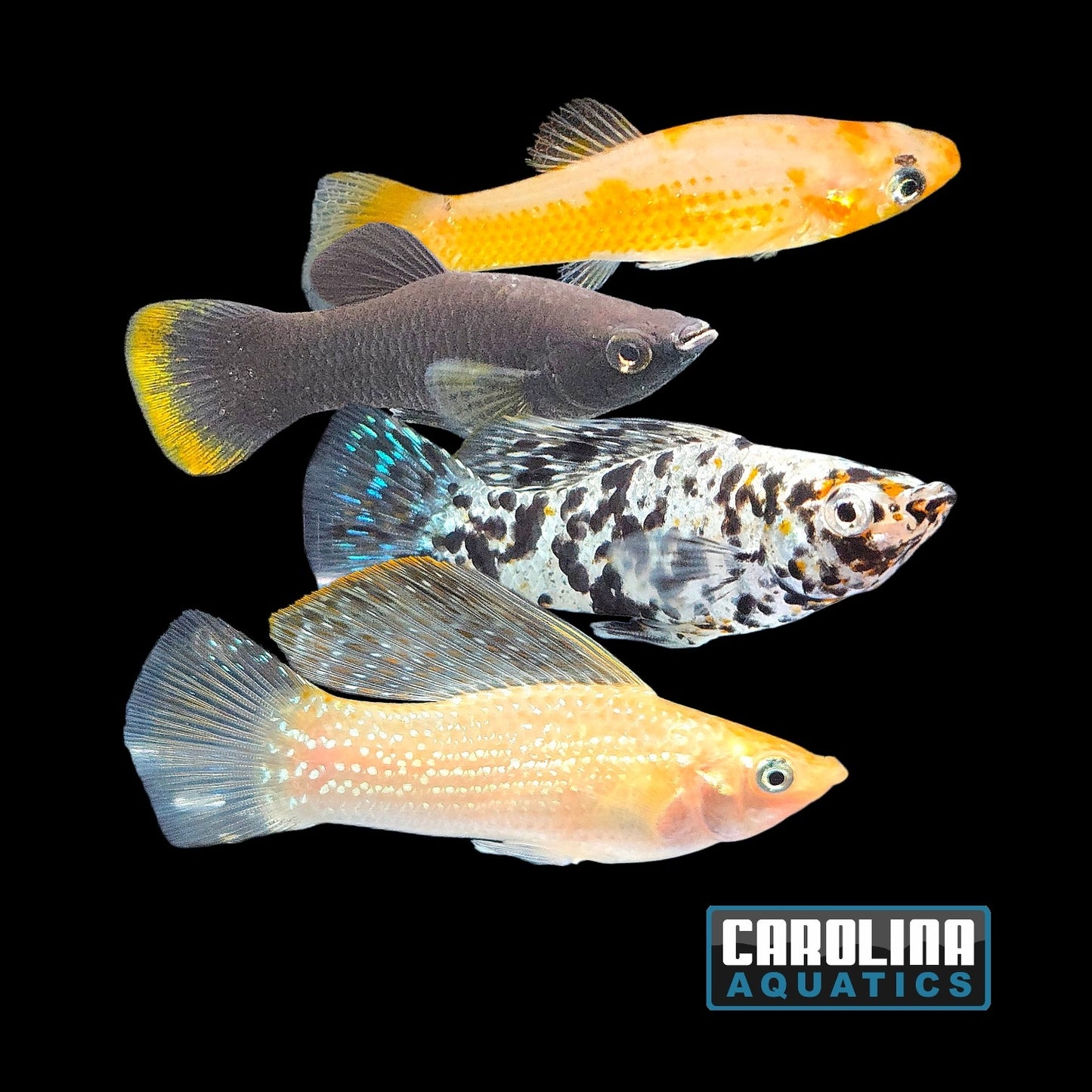 Molly - Asst. Sailfin
