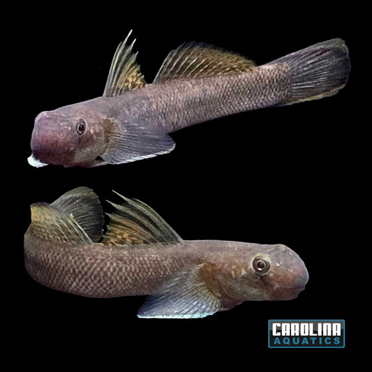 Misc - Goby Redtail Blue Rock Climber Med