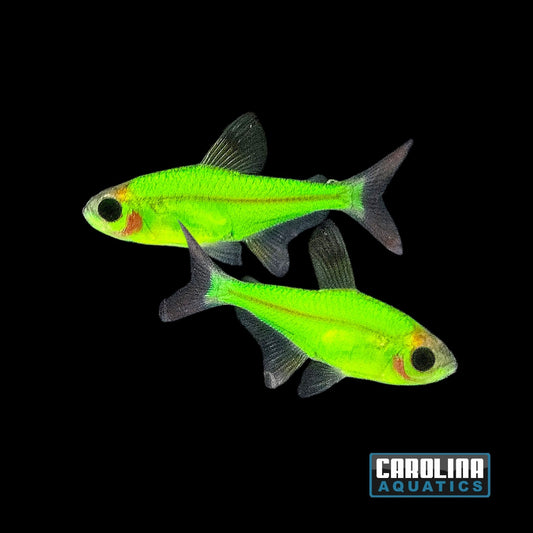GloFish® - Pristella Electric Green