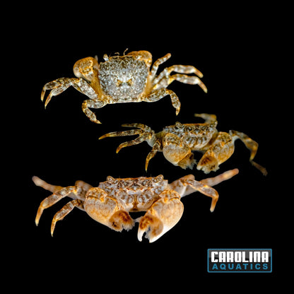 Invert - Crab Freshwater Pom Pom
