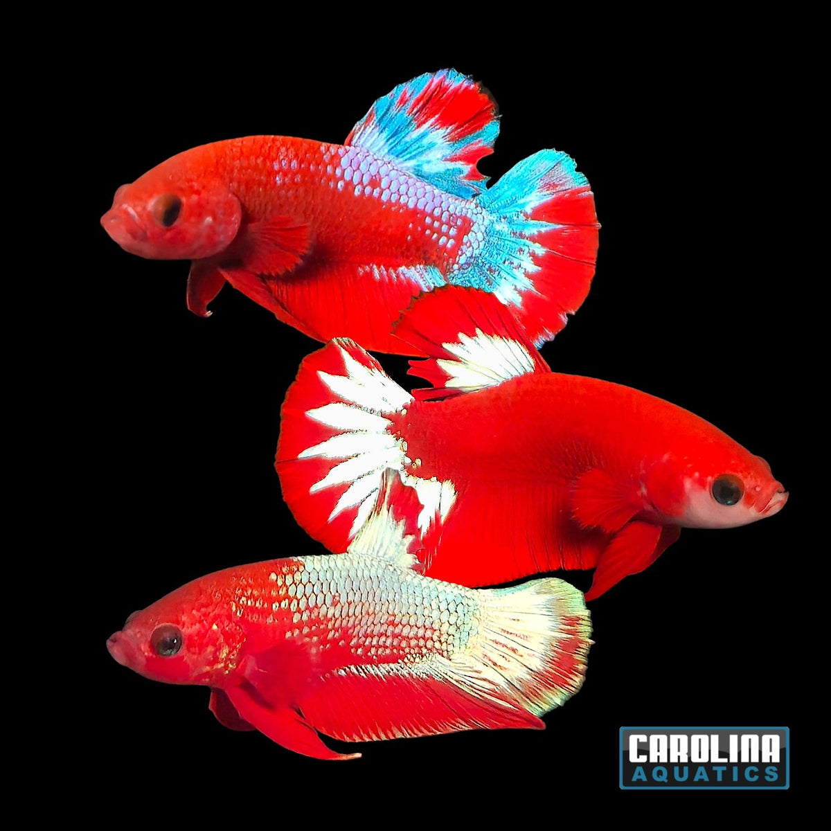 Betta - Helicopter Hellboy Halfmoon Plakat