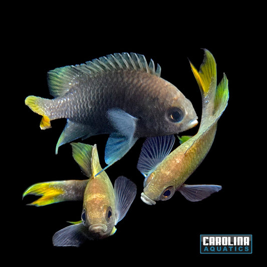 Misc - Freshwater Crescent Damsel