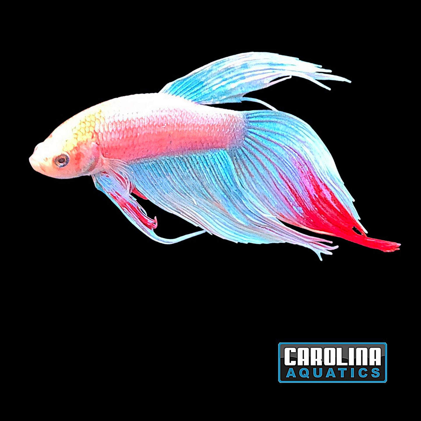 Betta - Male