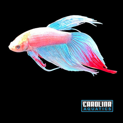 Betta - Male