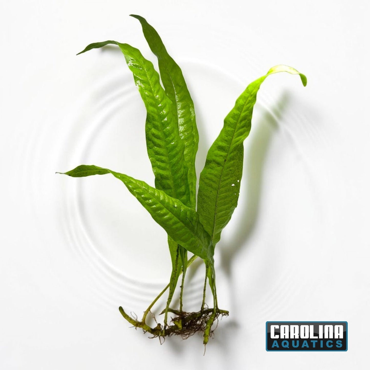 Java Fern