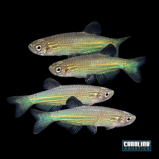 Danio - Hikari Blue and Yellow