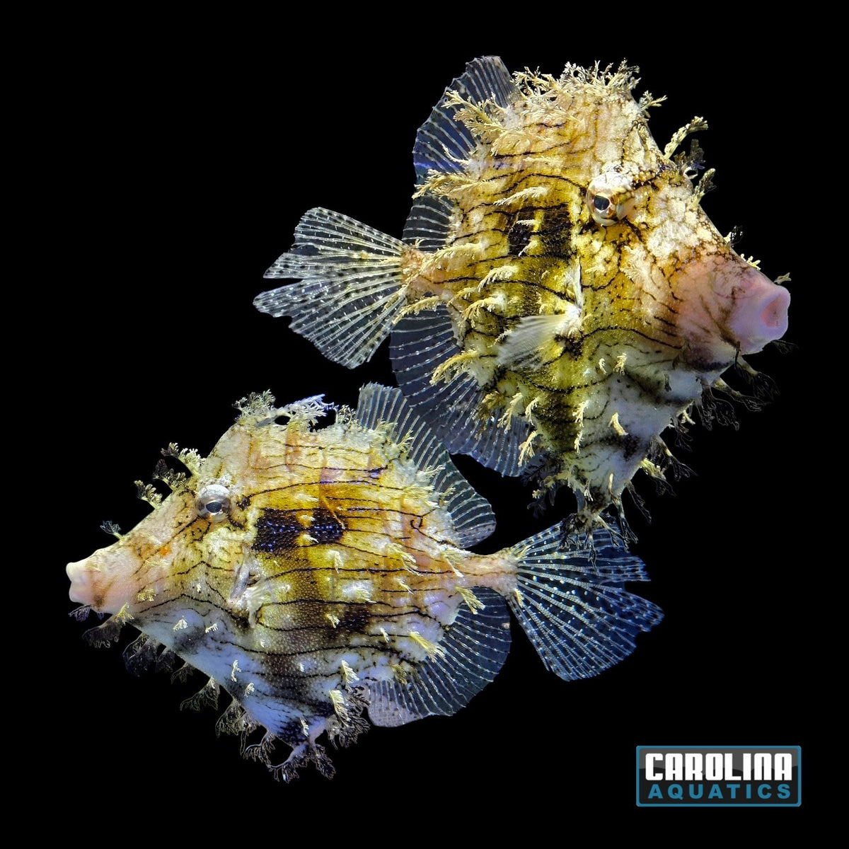 Filefish - Tasseled XL