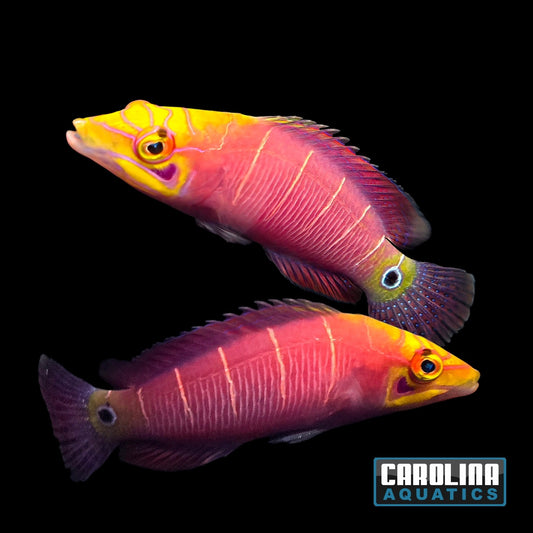 Wrasse - Mystery