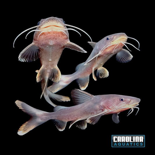 Catfish - Stormii Shark 3-4in