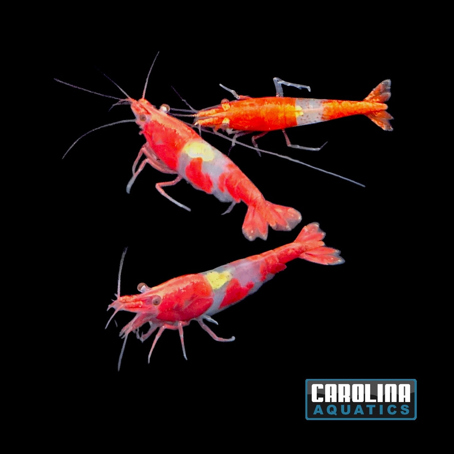 Invert - Shrimp Rili Red