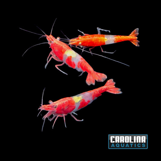 Invert - Shrimp Rili Red