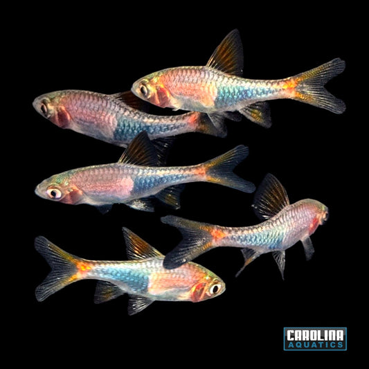 Rasbora - Harlequin Truncata