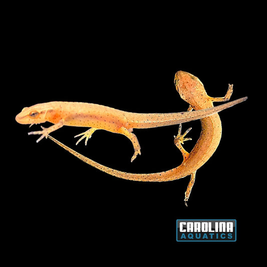 Amphibian - Peninsula Spotted Newt