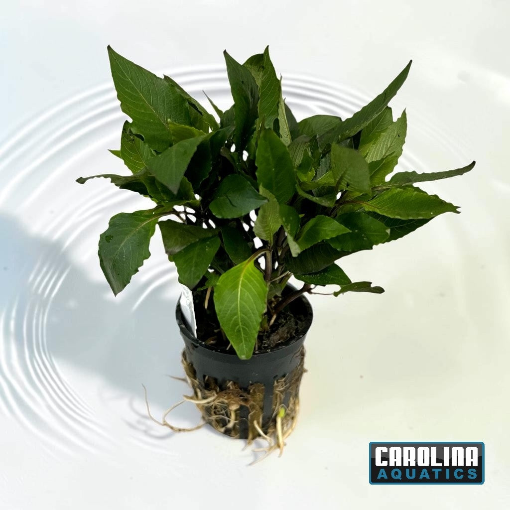Hygrophila Compact Potted