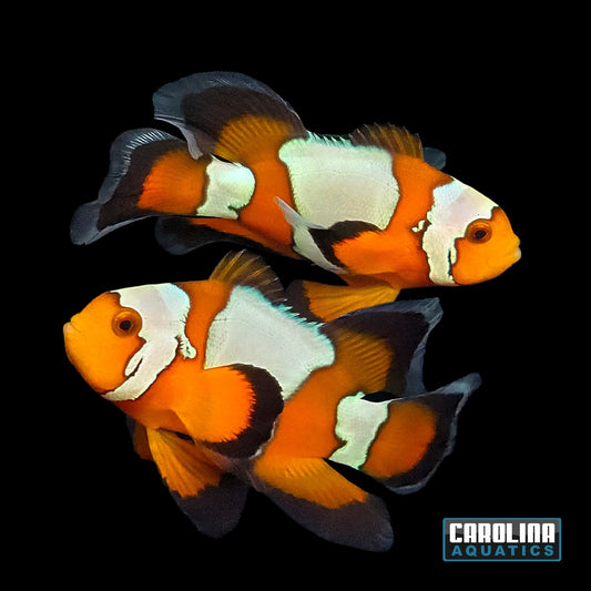 Clown - Black Ice LongFin