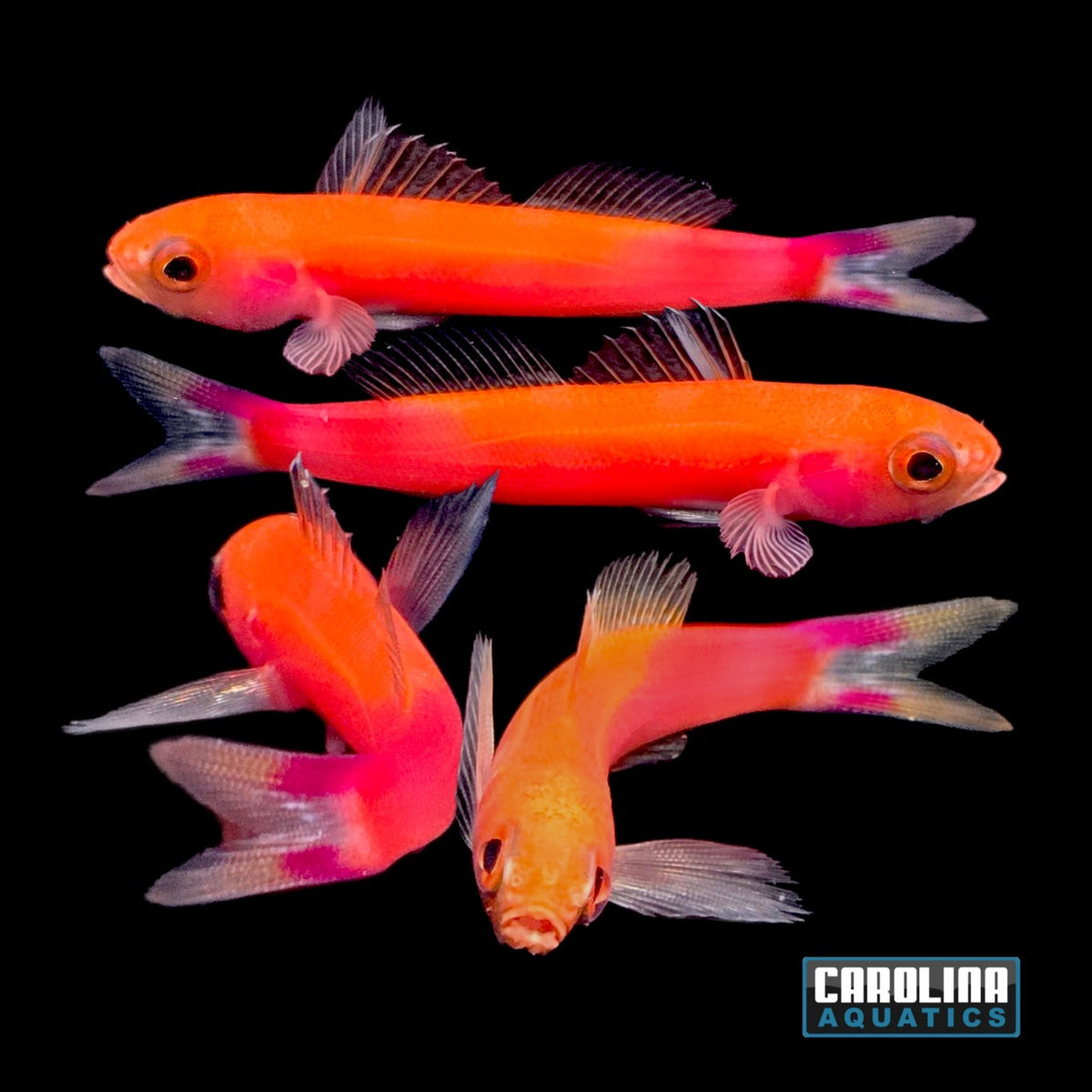 Anthias - Whitleyi Splitfin