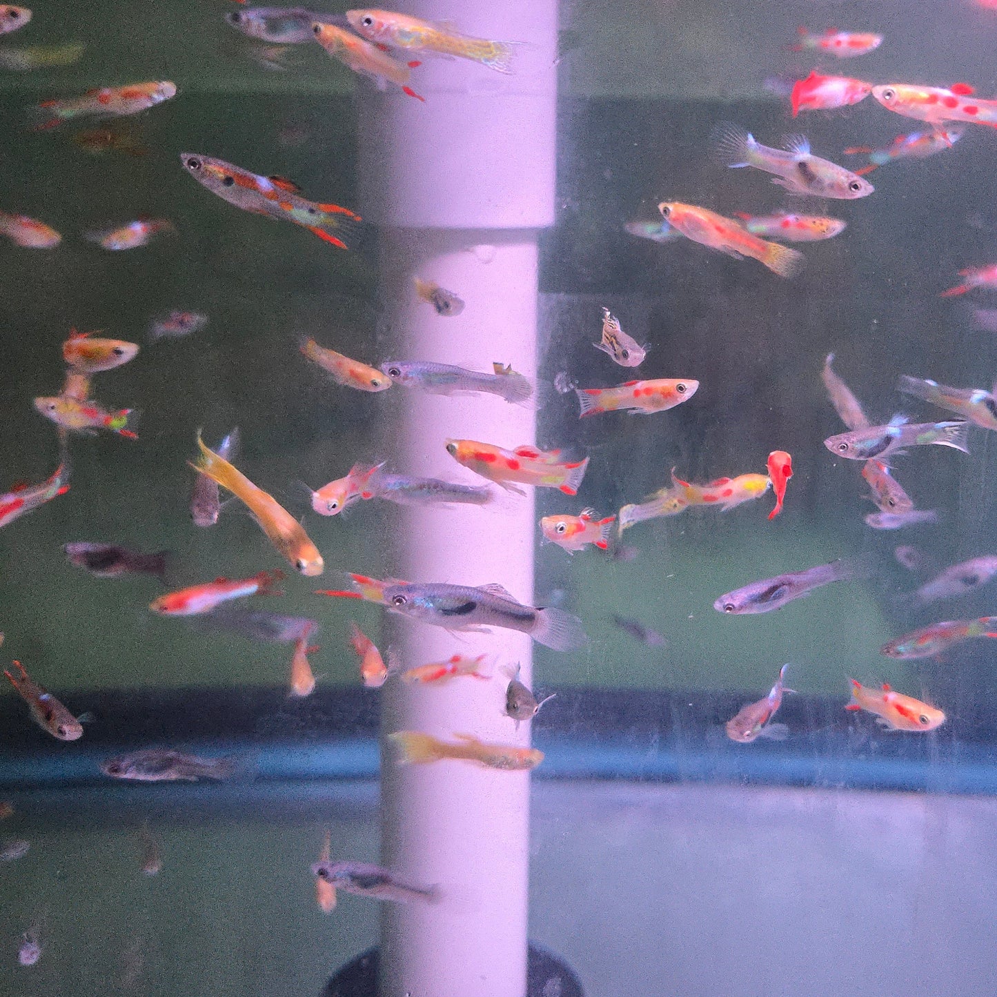 Guppy - Endler Asst. Male