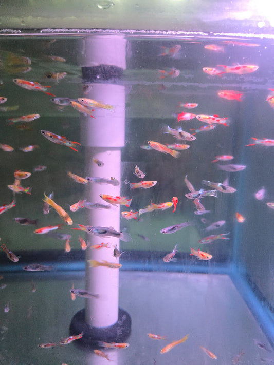 Guppy - Endler Asst. Male