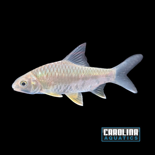 Barb - Lemon Fin 3.5-4in