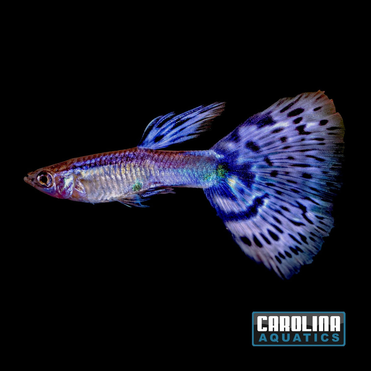 Guppy - Ice Blue Lace (Singapore)