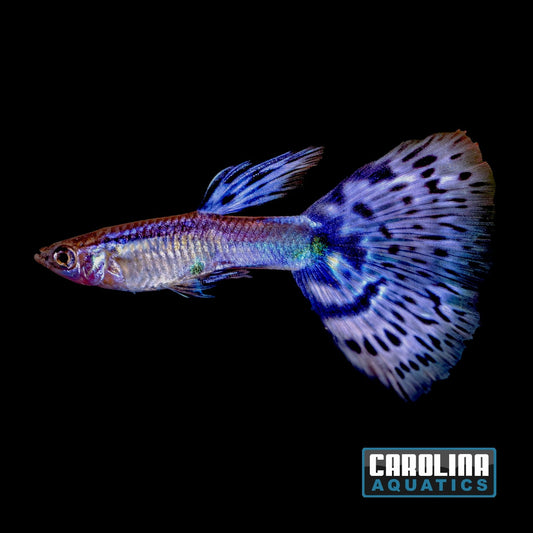 Guppy - Ice Blue Lace (Singapore)