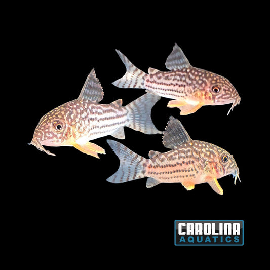Cory - Sterbai