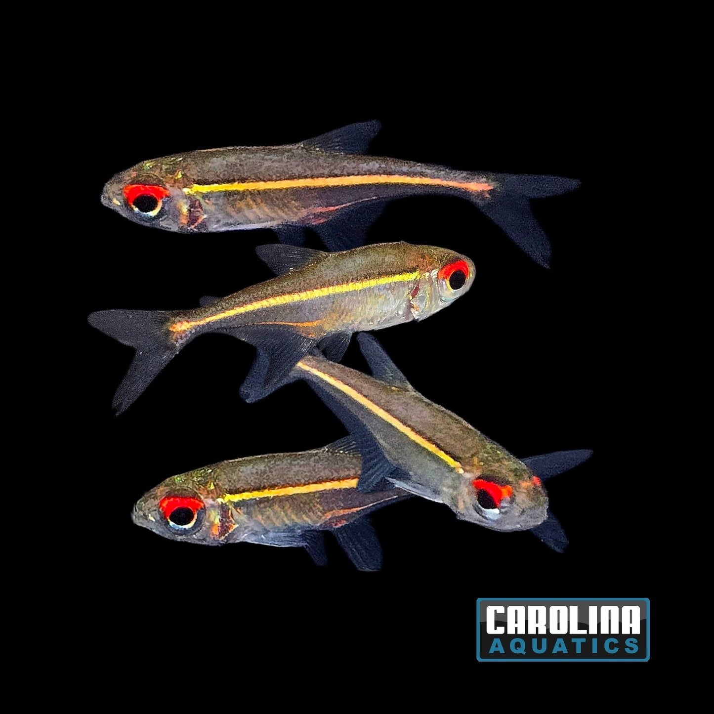 Tetra - Red Eye Goethei