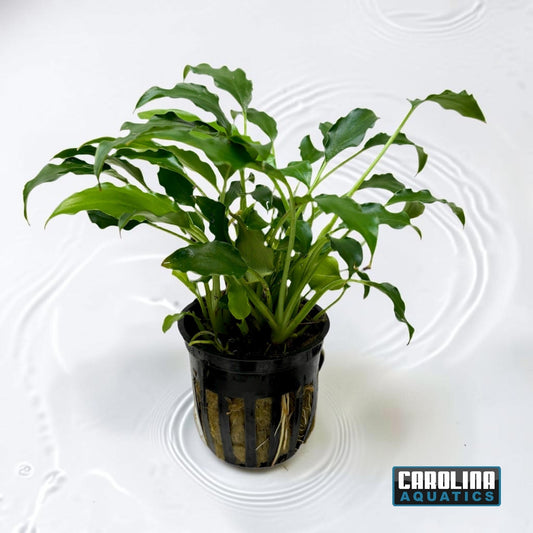 Schismatoglottis Potted