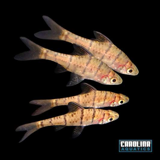 Barb - Eight Banded