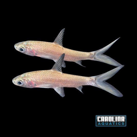 Shark - Bala 2-2.5in.