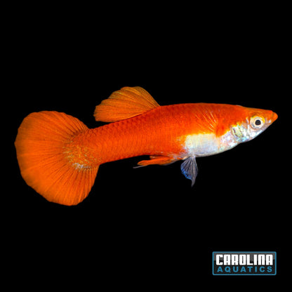 Guppy - Blonde Red