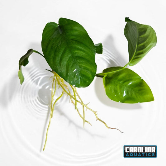 Anubias Barteri Round Leaf Med