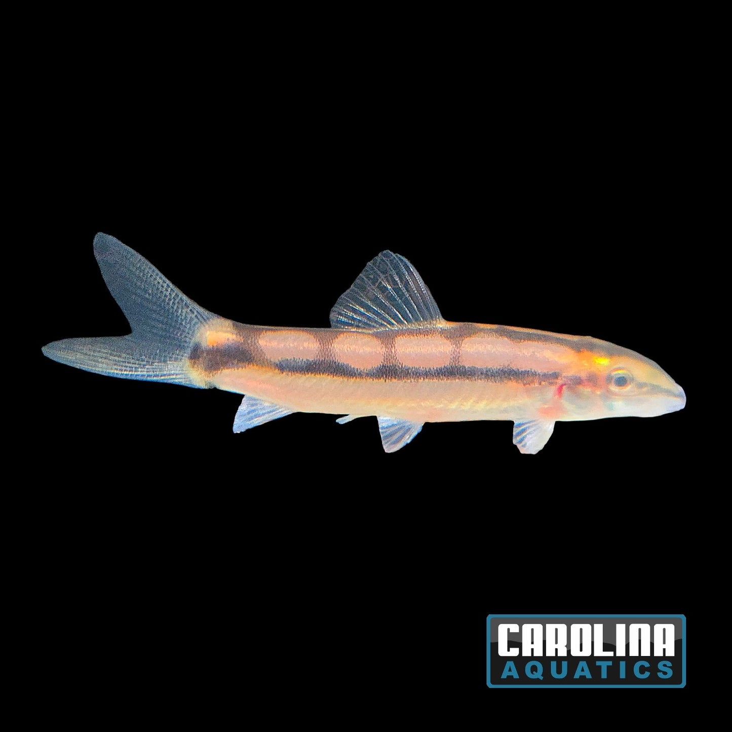 Loach - Dwarf Chain (Sidthimunki)