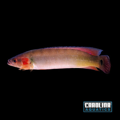 Cichlid - Atabapo Red Pike Lg