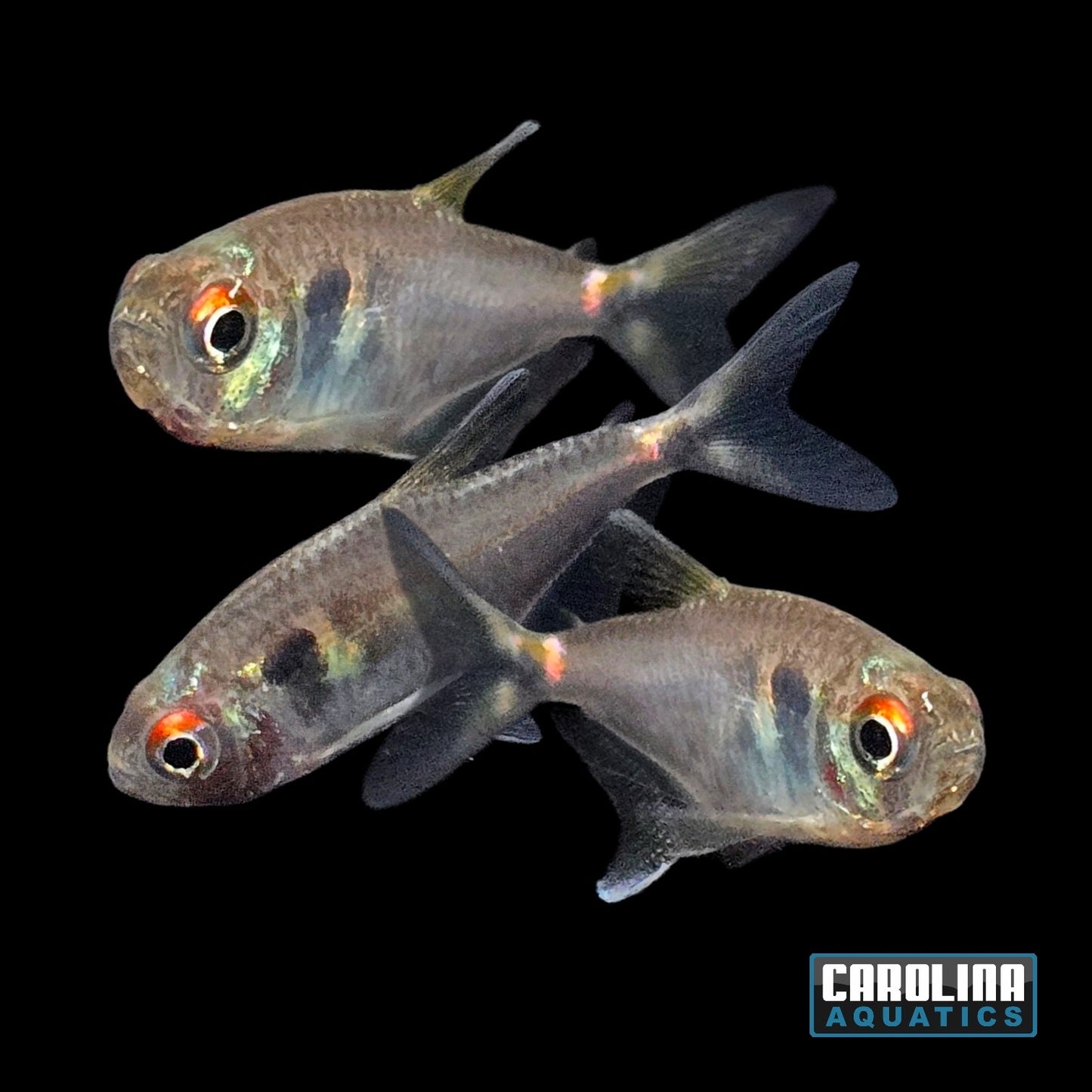 Tetra - Head and Tail Light