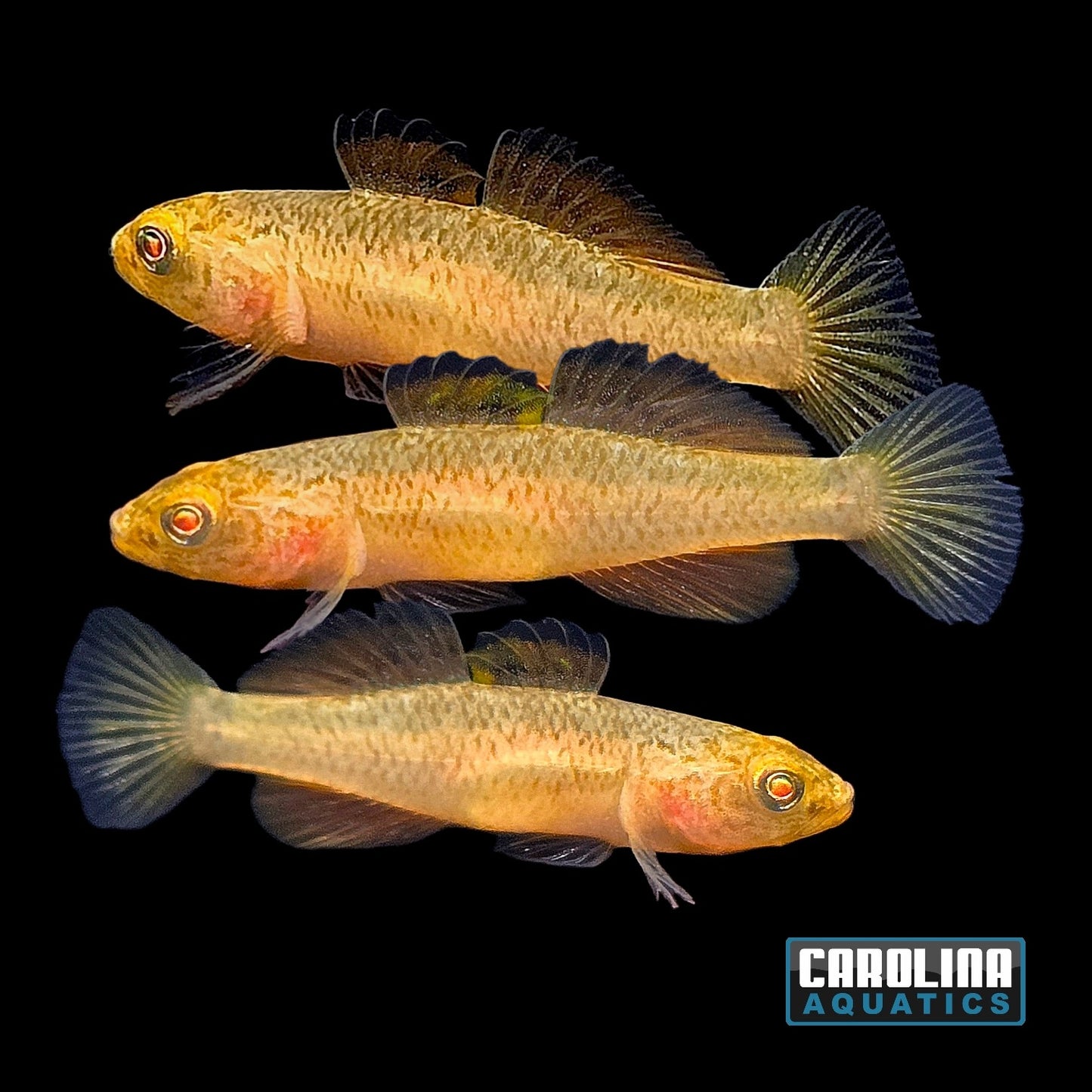 Misc - Goby Golden Rexi