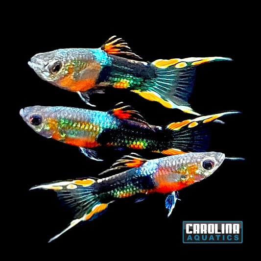 Guppy - Endler Red & Black Tiger