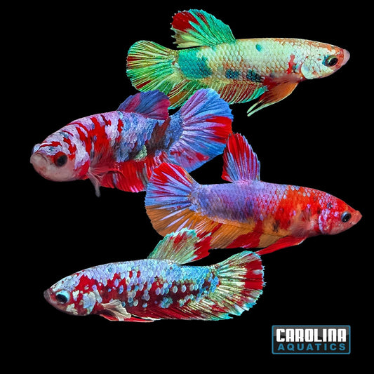 Betta - Pink Valentine Male