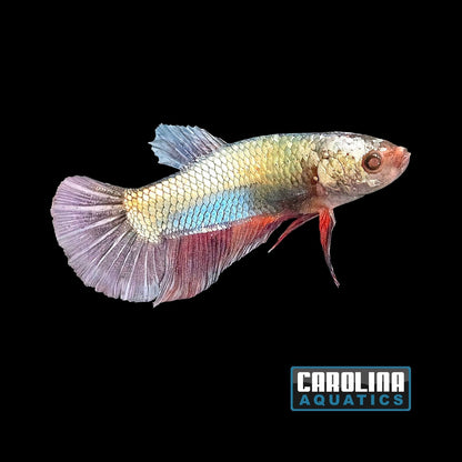Betta - Super Giant Shortfin Halfmoon Male
