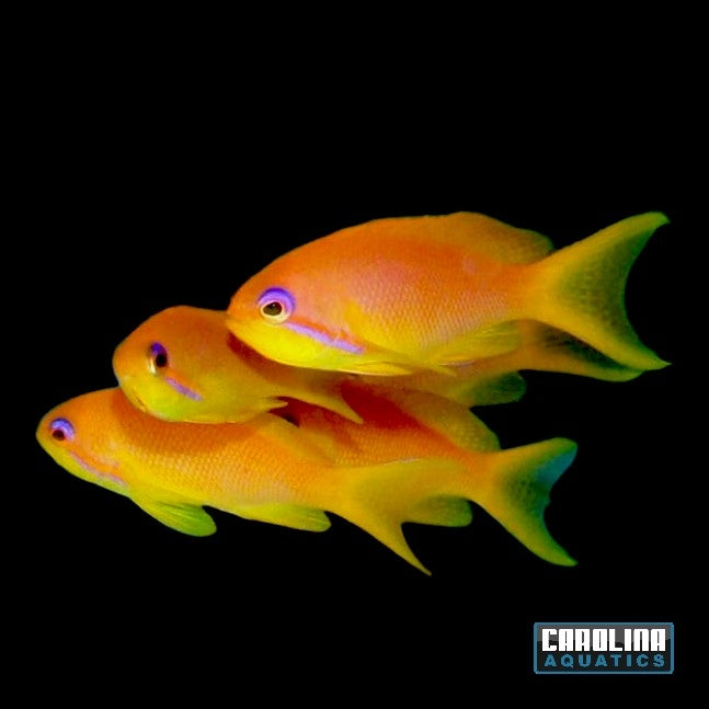 Anthias - Squamipinnis Female