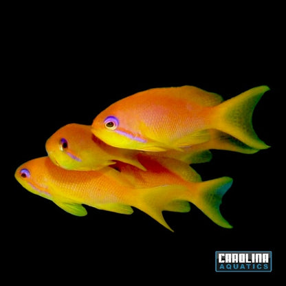 Anthias - Squamipinnis Female